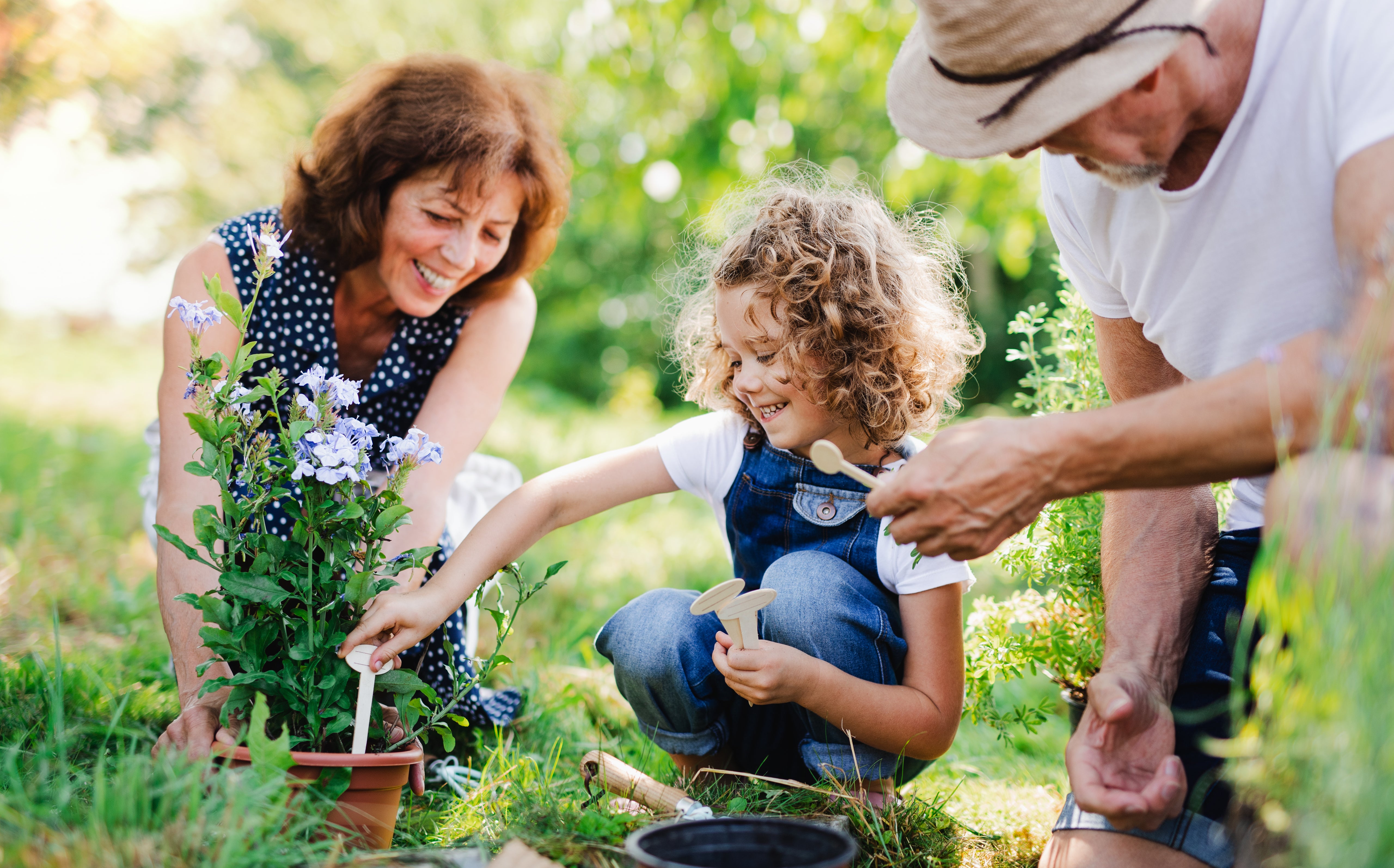 Grandparents gardening with grandchild in backyard