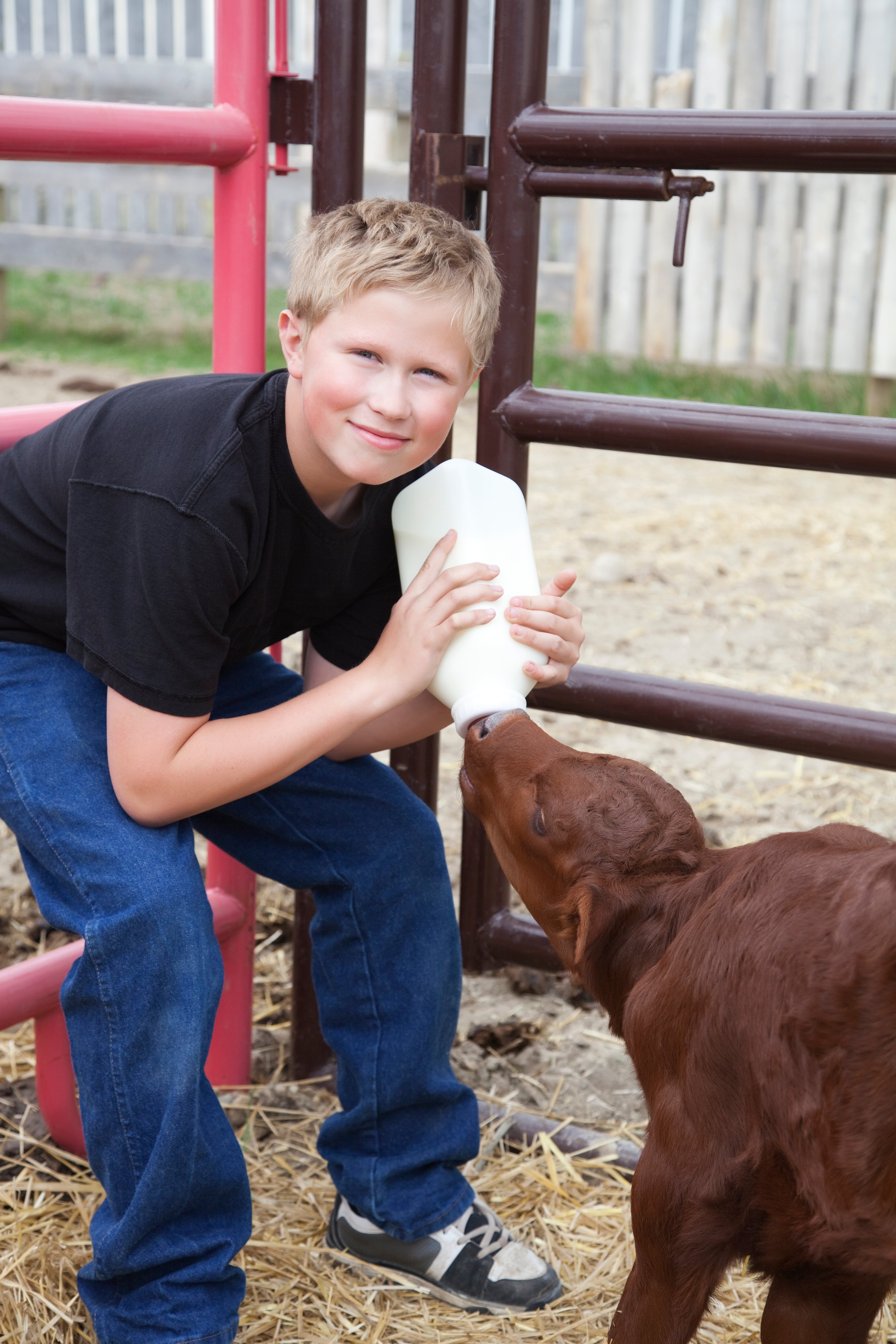 Boy Feeding Calf