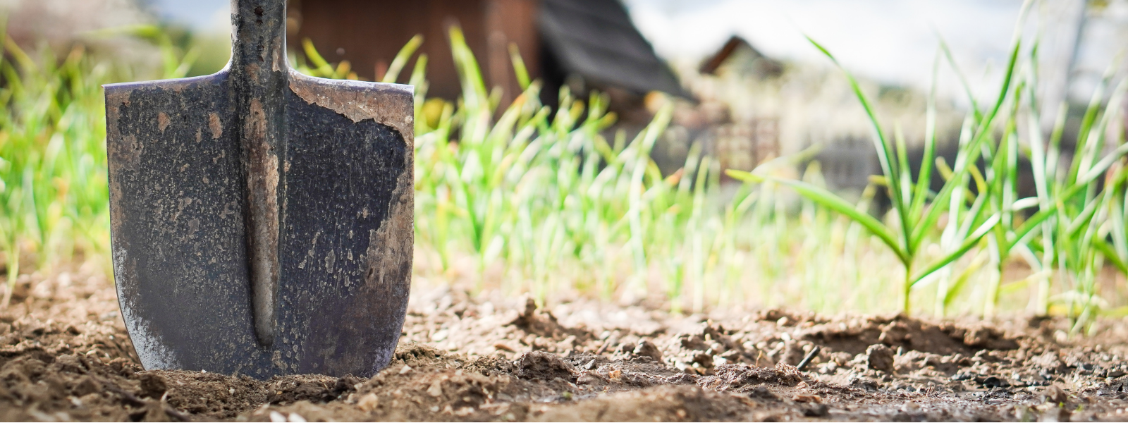 Shovel in the ground