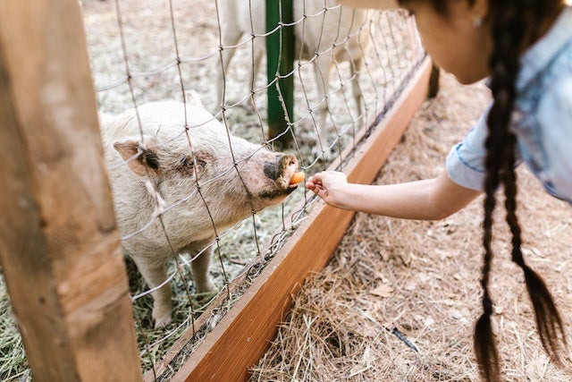 A child feeds a pig through a fence